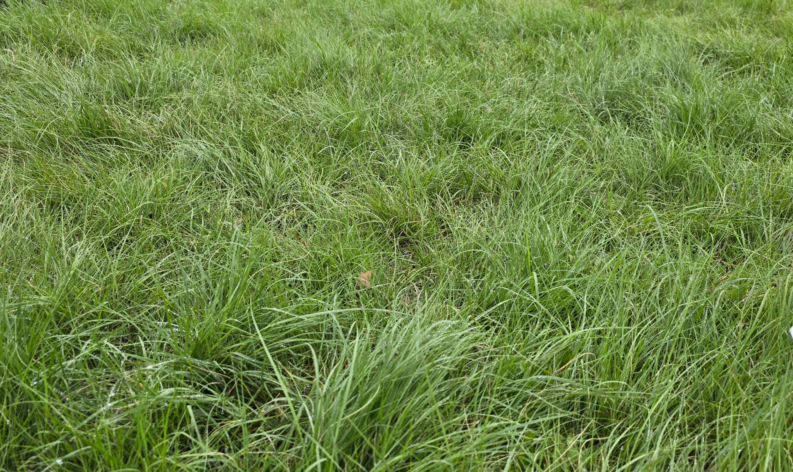 Why Sustainable Lawns Matter