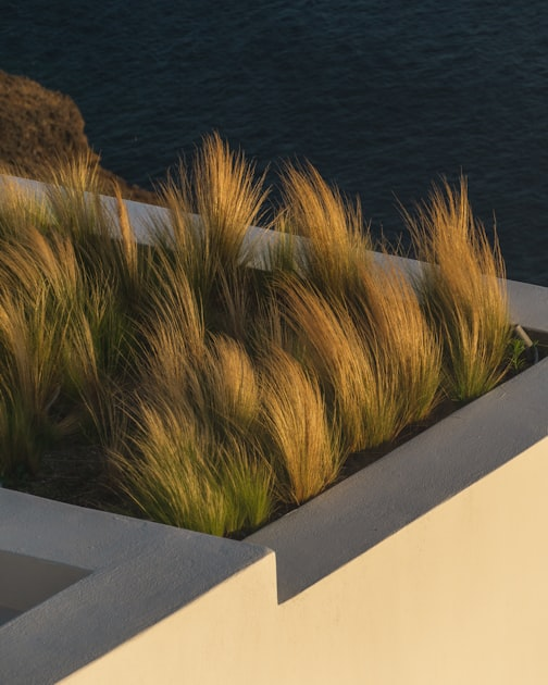 The Benefits of Native Grass Sod